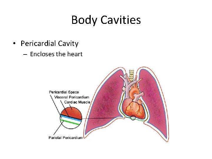 Body Cavities • Pericardial Cavity – Encloses the heart Body Cavities • Pericardial Cavity – Encloses the heart