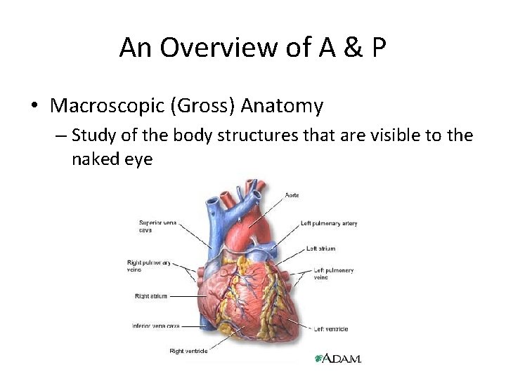 An Overview of A & P • Macroscopic (Gross) Anatomy – Study of the An Overview of A & P • Macroscopic (Gross) Anatomy – Study of the