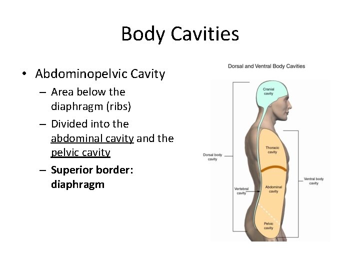 Body Cavities • Abdominopelvic Cavity – Area below the diaphragm (ribs) – Divided into Body Cavities • Abdominopelvic Cavity – Area below the diaphragm (ribs) – Divided into