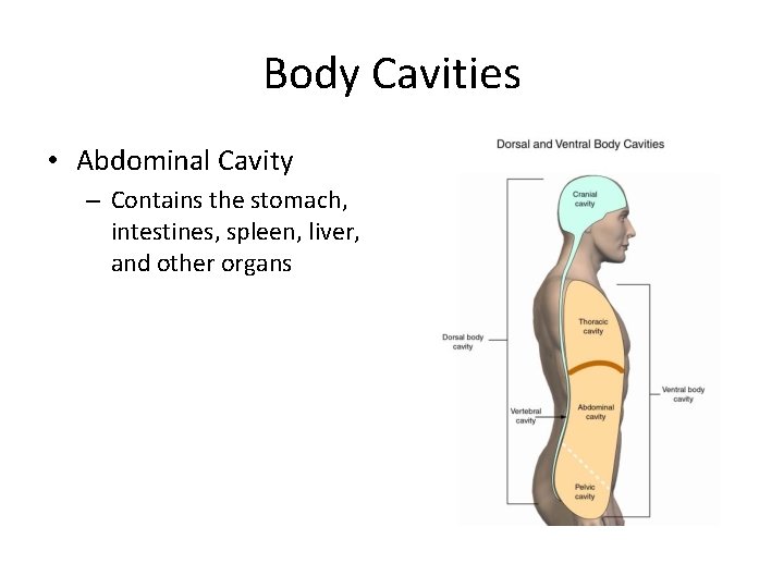 Body Cavities • Abdominal Cavity – Contains the stomach, intestines, spleen, liver, and other Body Cavities • Abdominal Cavity – Contains the stomach, intestines, spleen, liver, and other