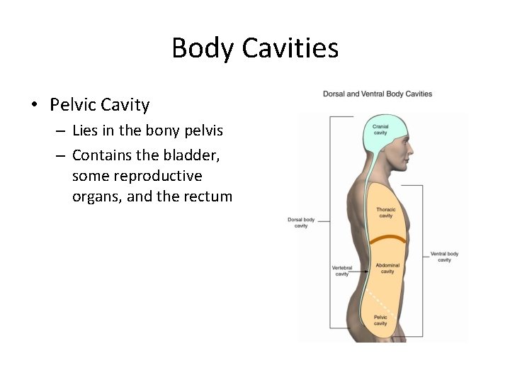 Body Cavities • Pelvic Cavity – Lies in the bony pelvis – Contains the Body Cavities • Pelvic Cavity – Lies in the bony pelvis – Contains the
