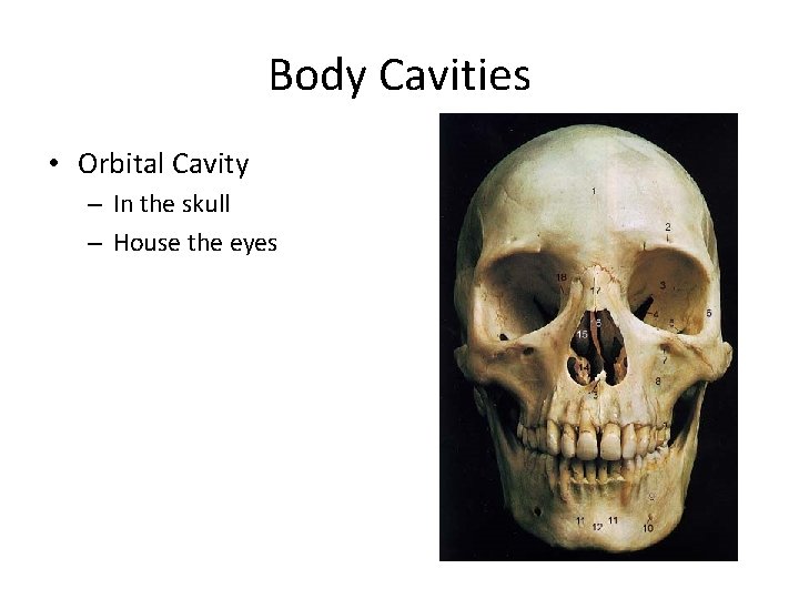 Body Cavities • Orbital Cavity – In the skull – House the eyes Body Cavities • Orbital Cavity – In the skull – House the eyes