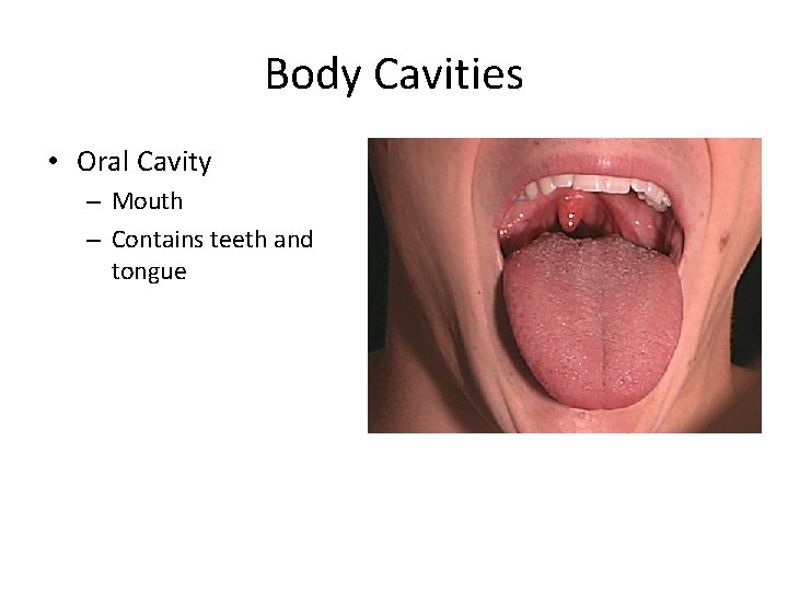 Body Cavities • Oral Cavity – Mouth – Contains teeth and tongue Body Cavities • Oral Cavity – Mouth – Contains teeth and tongue