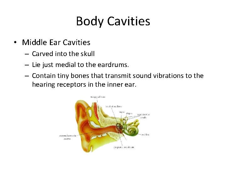 Body Cavities • Middle Ear Cavities – Carved into the skull – Lie just Body Cavities • Middle Ear Cavities – Carved into the skull – Lie just