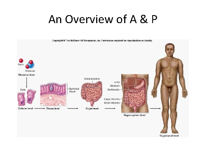 An Overview of A & P An Overview of A & P