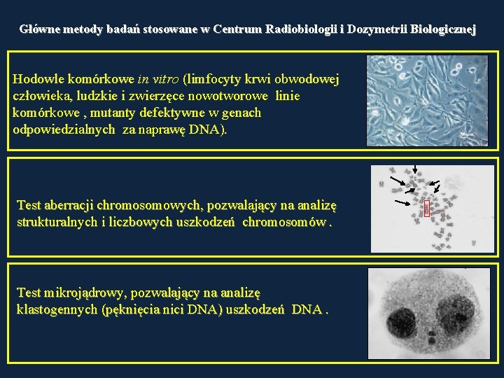 Główne metody badań stosowane w Centrum Radiobiologii i Dozymetrii Biologicznej Hodowle komórkowe in vitro