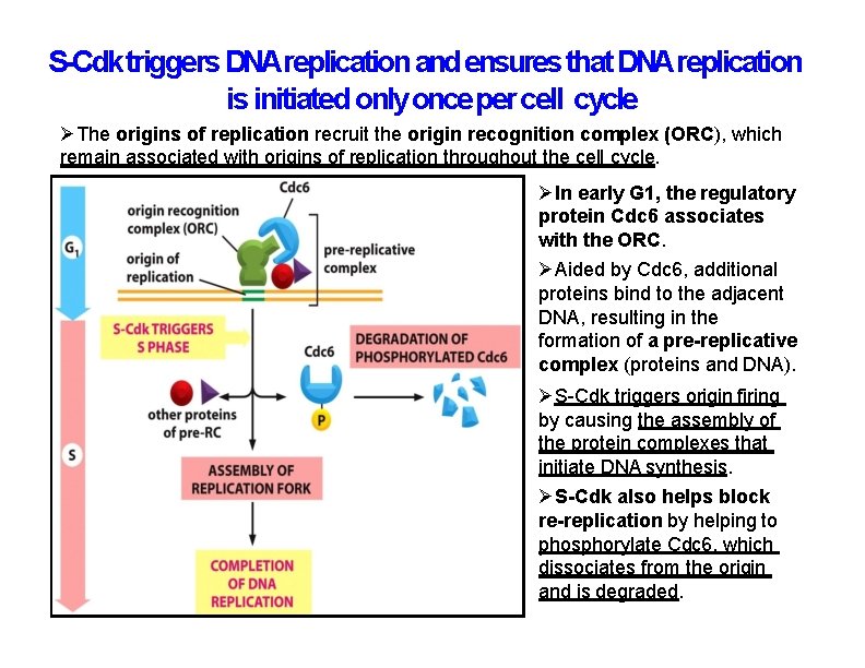 S-Cdk triggers DNAreplication and ensures that DNAreplication is initiated only once per cell cycle