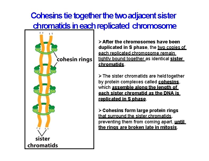 Cohesins tie together the two adjacent sister chromatids in each replicated chromosome After the