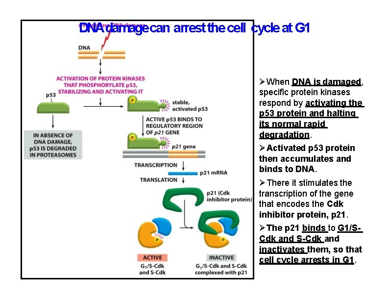DNAdamage can arrest the cell cycle at G 1 When DNA is damaged, specific