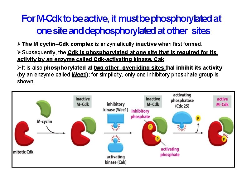 For M-Cdk to be active, it must be phosphorylated at one site and dephosphorylated