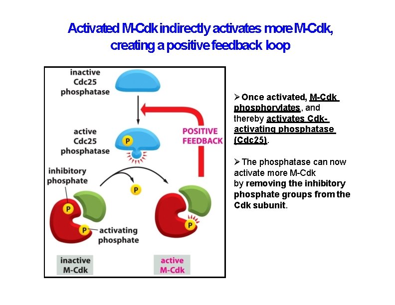 Activated M-Cdk indirectly activates more M-Cdk, creating a positive feedback loop Once activated, M-Cdk