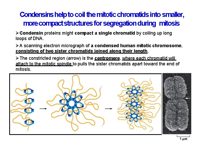 Condensins help to coil the mitotic chromatids into smaller, more compact structures for segregation