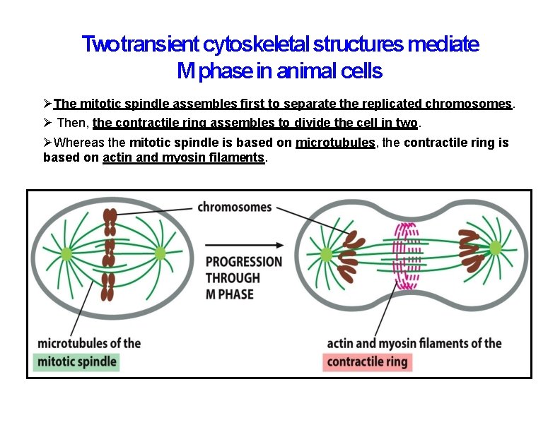 Twotransient cytoskeletal structures mediate M phase in animal cells The mitotic spindle assembles first