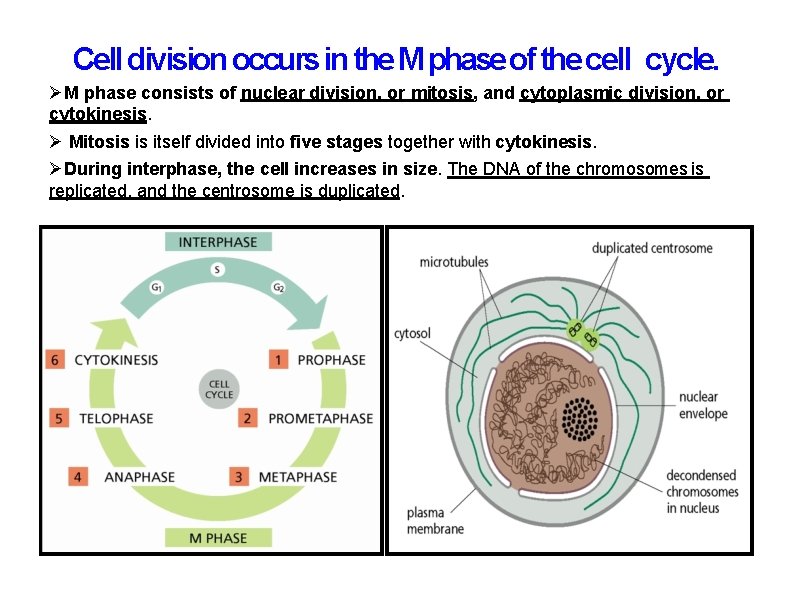 Cell division occurs in the M phase of the cell cycle. M phase consists