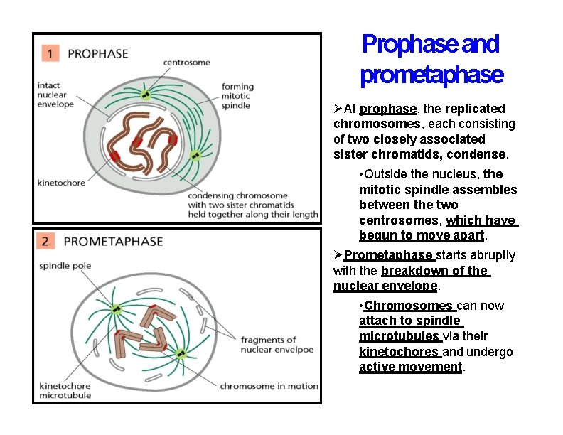 Prophase and prometaphase At prophase, the replicated chromosomes, each consisting of two closely associated