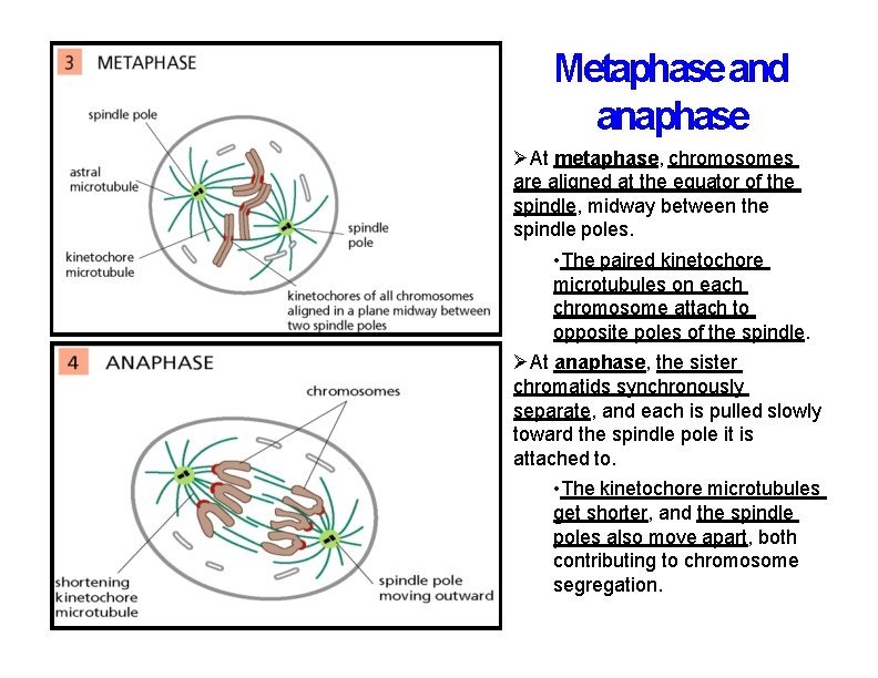 Metaphase and anaphase At metaphase, chromosomes are aligned at the equator of the spindle,