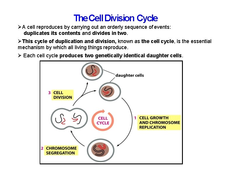 The Cell Division Cycle A cell reproduces by carrying out an orderly sequence of