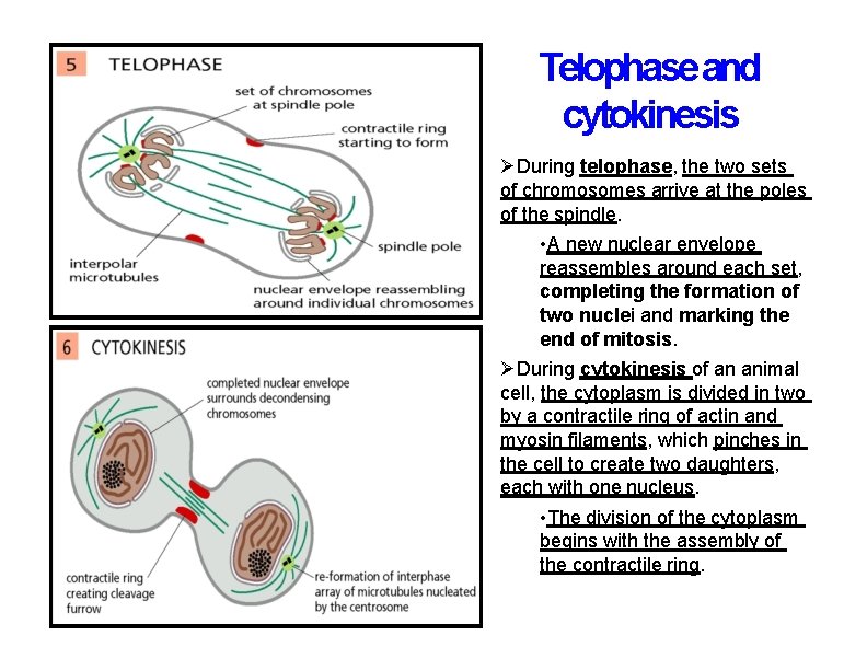 Telophase and cytokinesis During telophase, the two sets of chromosomes arrive at the poles
