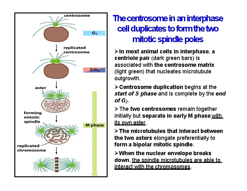 The centrosome in an interphase cell duplicates to form the two mitotic spindle poles