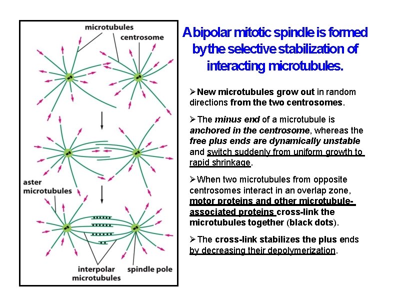 Abipolar mitotic spindle is formed by the selective stabilization of interacting microtubules. New microtubules