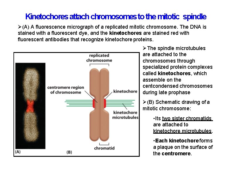 Kinetochores attach chromosomes to the mitotic spindle (A) A fluorescence micrograph of a replicated