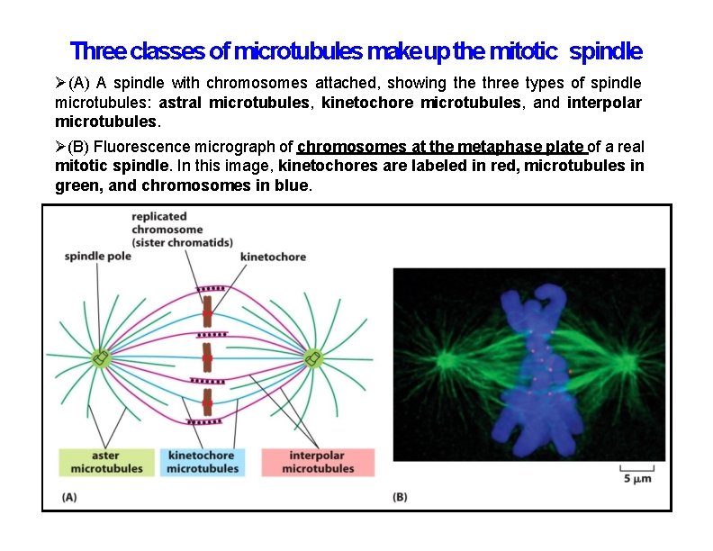 Three classes of microtubules make up the mitotic spindle (A) A spindle with chromosomes