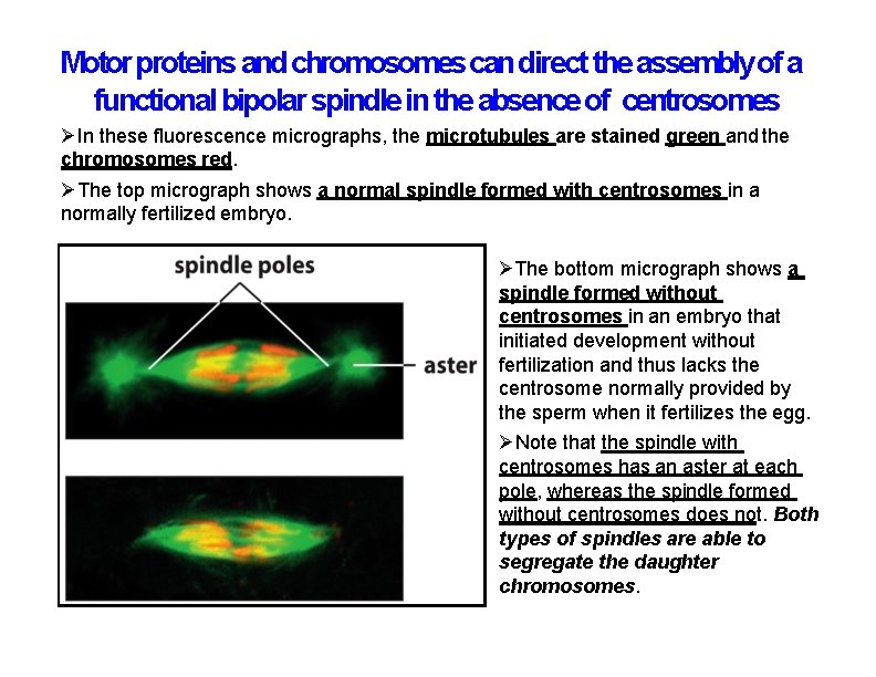 Motor proteins and chromosomes can direct the assembly of a functional bipolar spindle in