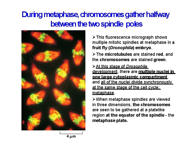 During metaphase, chromosomes gather halfway between the two spindle poles This fluorescence micrograph shows