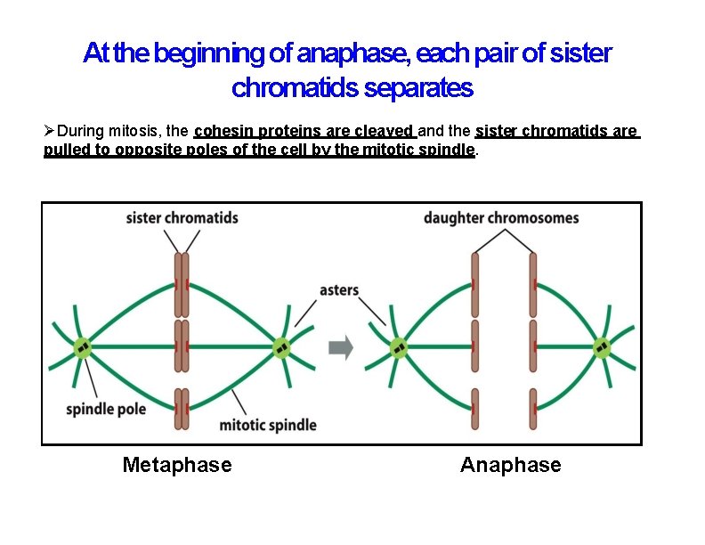 At the beginning of anaphase, each pair of sister chromatids separates During mitosis, the