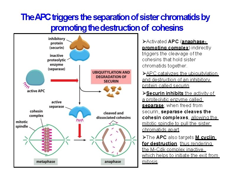 The APCtriggers the separation of sister chromatids by promoting the destruction of cohesins Activated