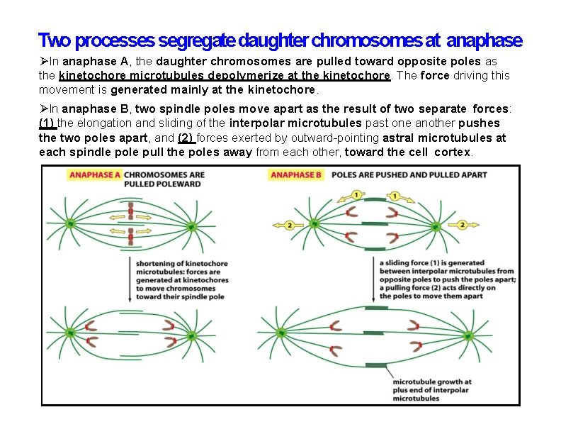 Two processes segregate daughter chromosomes at anaphase In anaphase A, the daughter chromosomes are