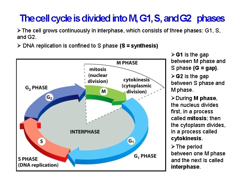 The cell cycle is divided into M, G 1, S, and G 2 phases