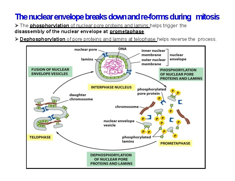 The nuclear envelope breaks down and re-forms during mitosis The phosphorylation of nuclear pore