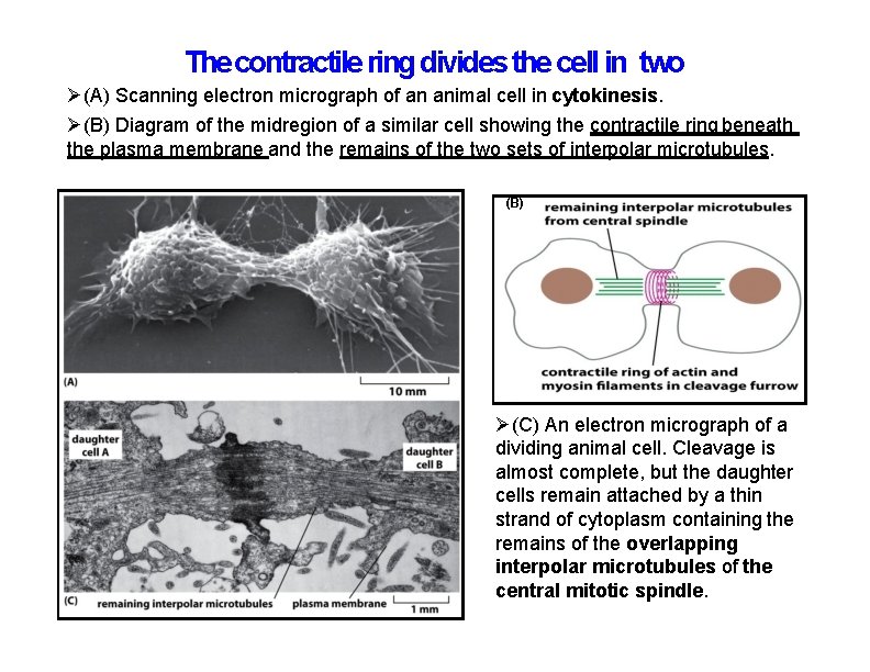 The contractile ring divides the cell in two (A) Scanning electron micrograph of an