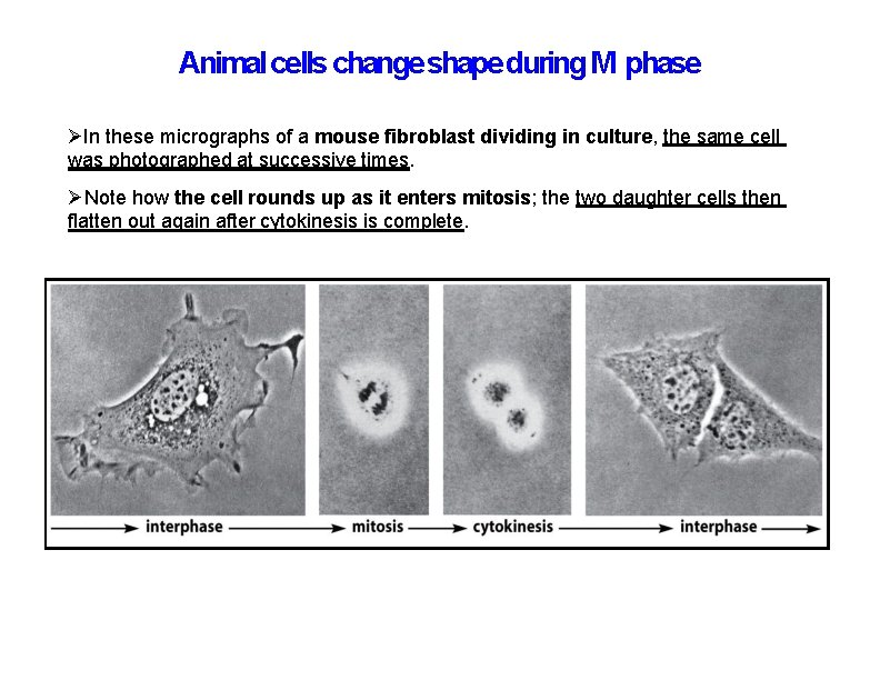 Animal cells change shape during M phase In these micrographs of a mouse fibroblast