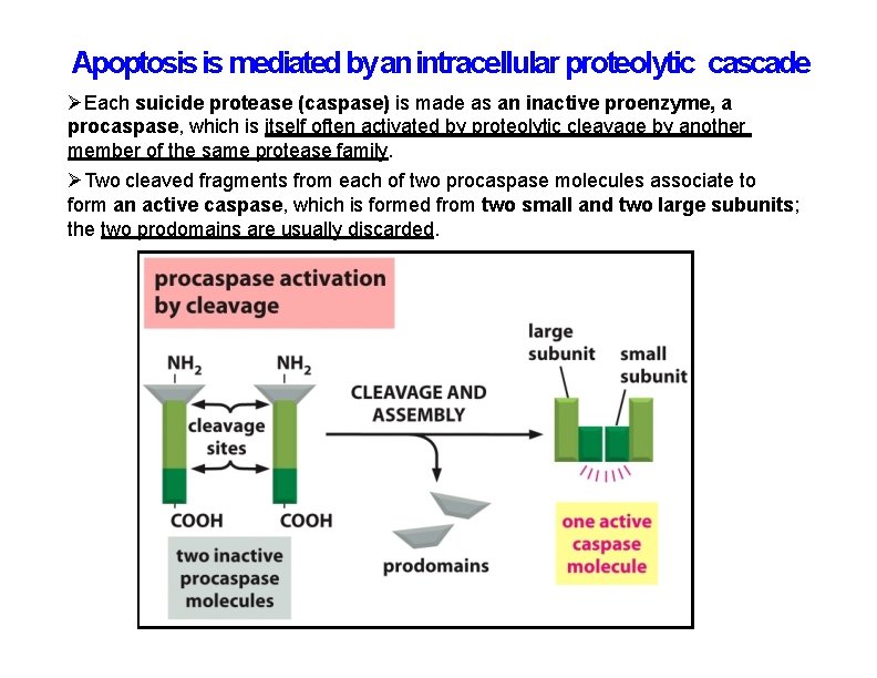 Apoptosis is mediated by an intracellular proteolytic cascade Each suicide protease (caspase) is made