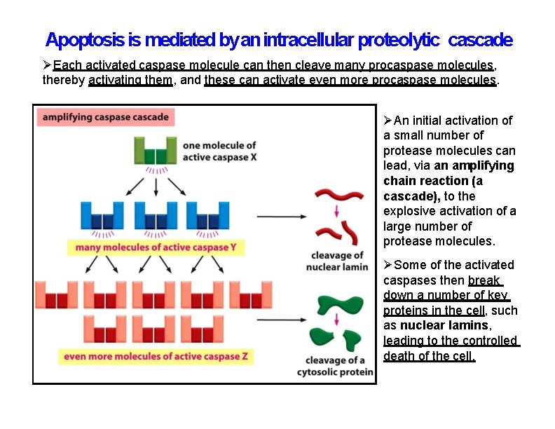 Apoptosis is mediated by an intracellular proteolytic cascade Each activated caspase molecule can then