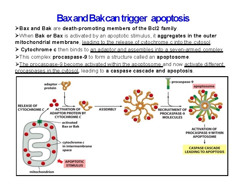 Bax and Bak can trigger apoptosis Bax and Bak are death-promoting members of the