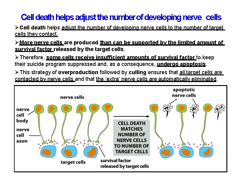 Cell death helps adjust the number of developing nerve cells to the number of