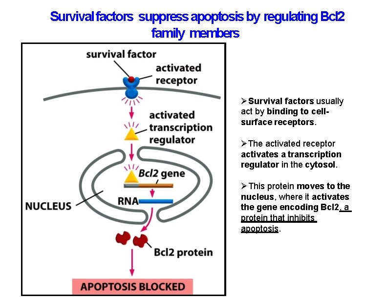 Survival factors suppress apoptosis by regulating Bcl 2 family members Survival factors usually act