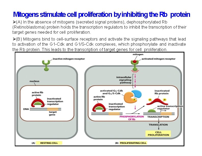 Mitogens stimulate cell proliferation by inhibiting the Rb protein (A) In the absence of