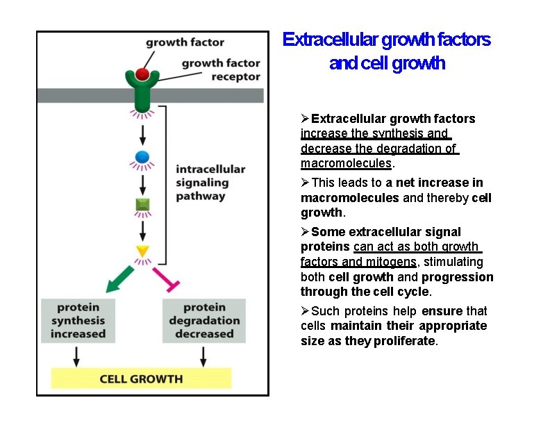 Extracellular growth factors and cell growth Extracellular growth factors increase the synthesis and decrease