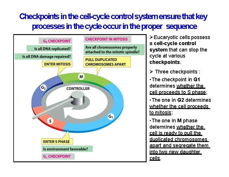 Checkpoints in the cell-cycle control system ensure that key processes in the cycle occur