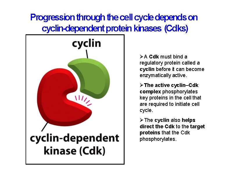 Progression through the cell cycle depends on cyclin-dependent protein kinases (Cdks) A Cdk must