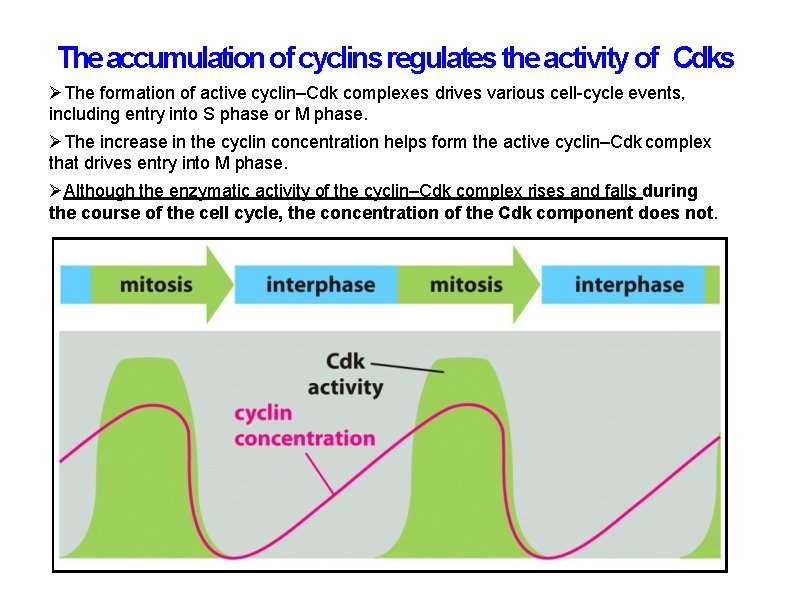 The accumulation of cyclins regulates the activity of Cdks The formation of active cyclin–Cdk