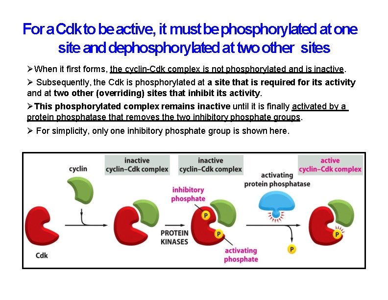 For a Cdk to be active, it must be phosphorylated at one site and