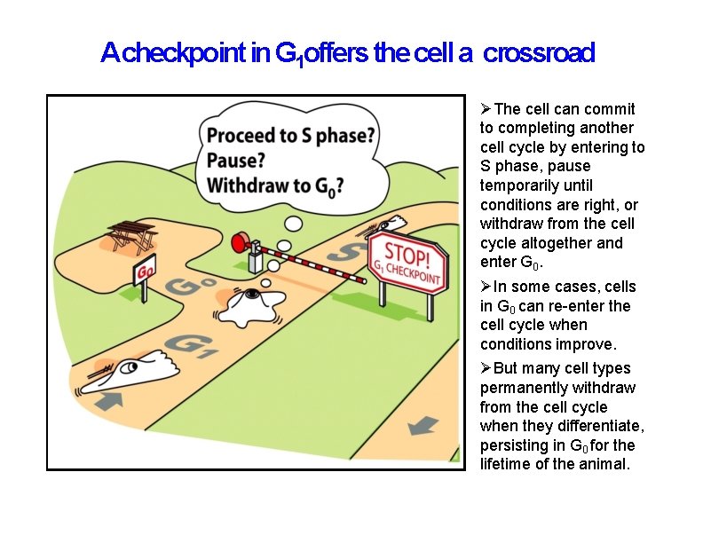 Acheckpoint in G 1 offers the cell a crossroad The cell can commit to