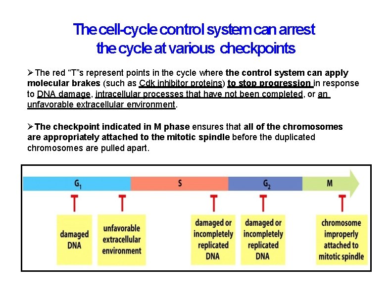 The cell-cycle control system can arrest the cycle at various checkpoints The red “T”s