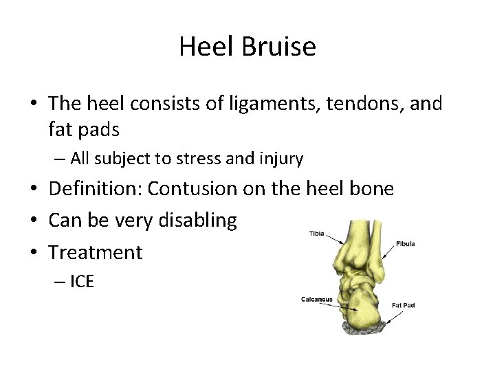 Heel Bruise • The heel consists of ligaments, tendons, and fat pads – All