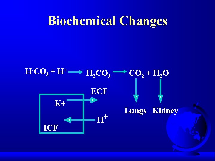 Biochemical Changes H-CO 3 + H+ H 2 CO 3 CO 2 + H